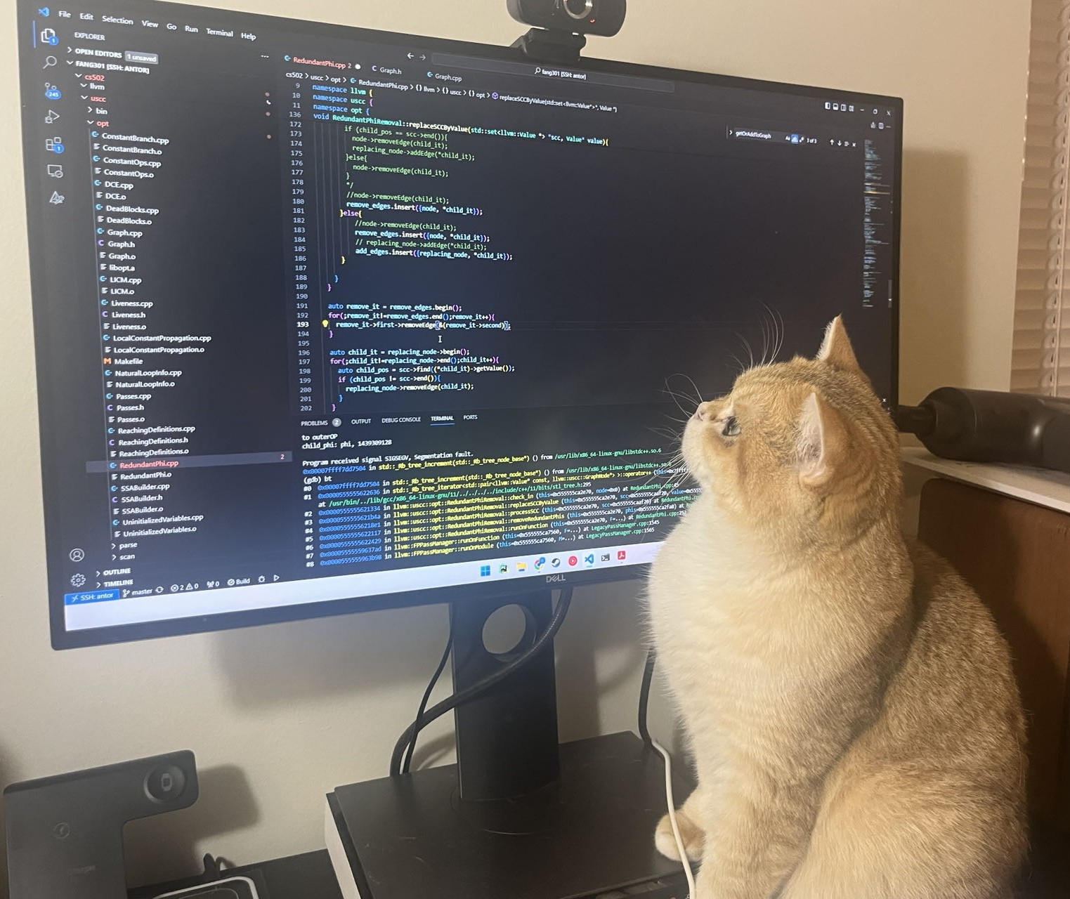 Dax the cat lying down