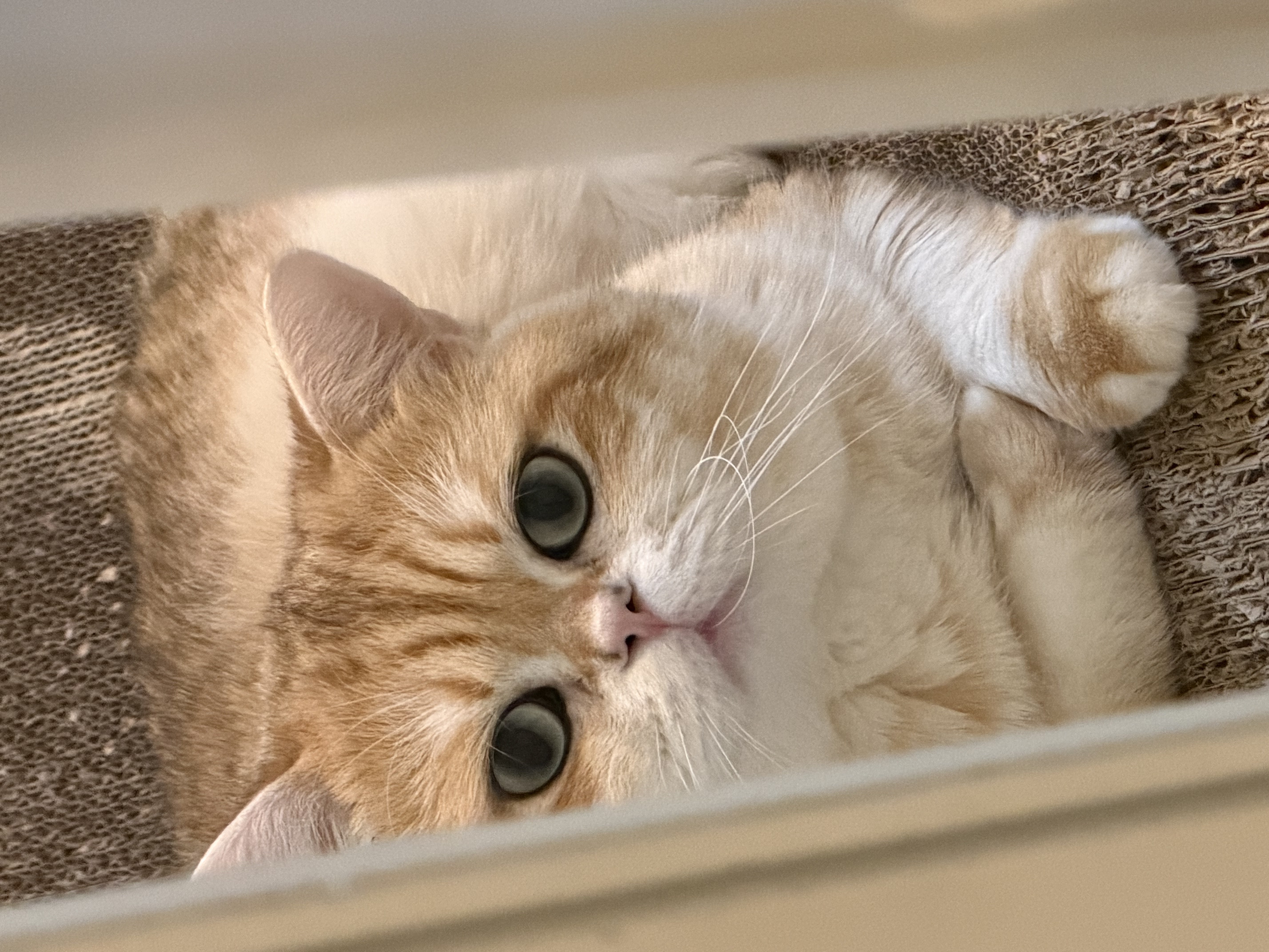 Dax the cat watching you