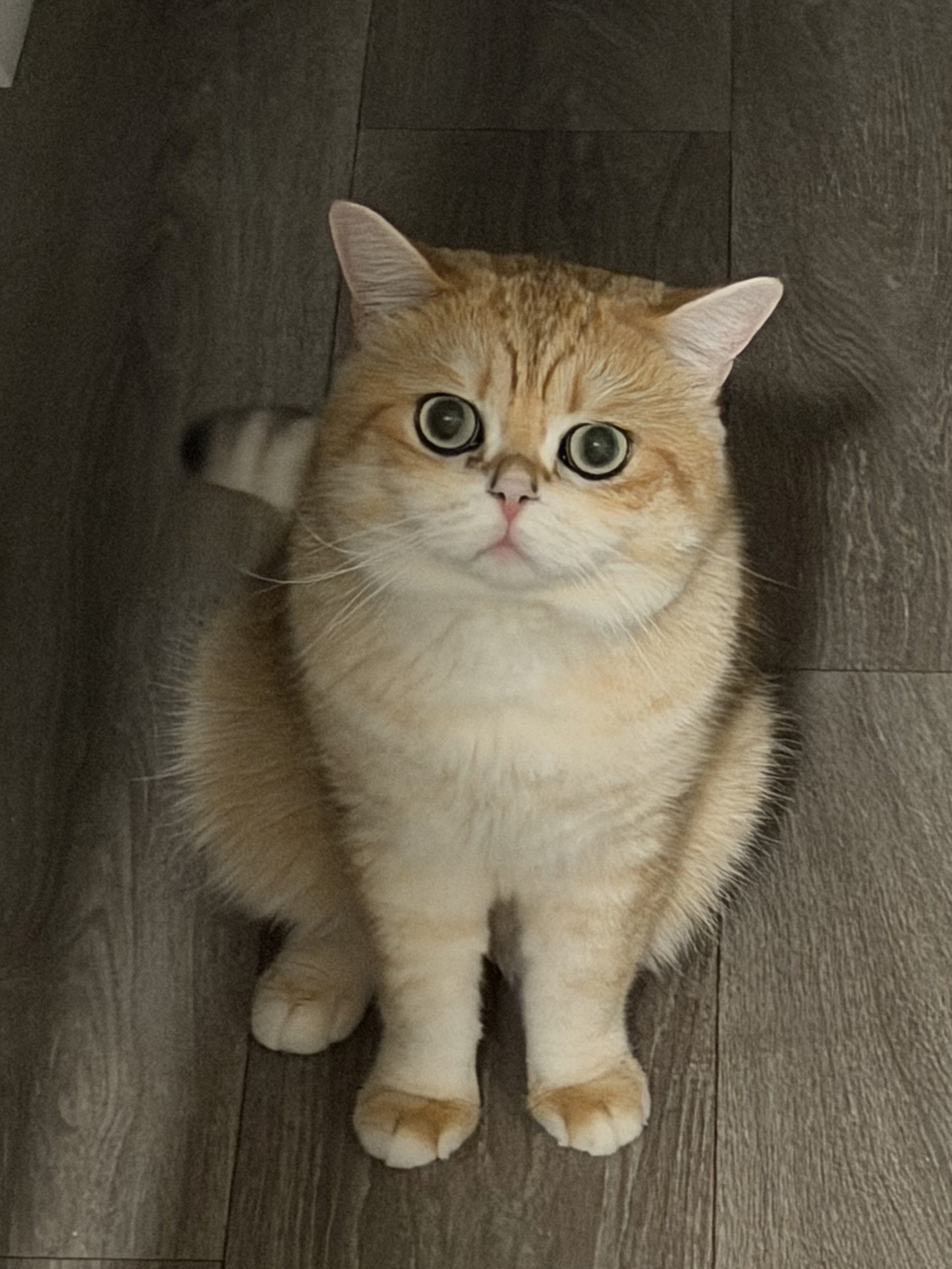 Dax the cat relaxing