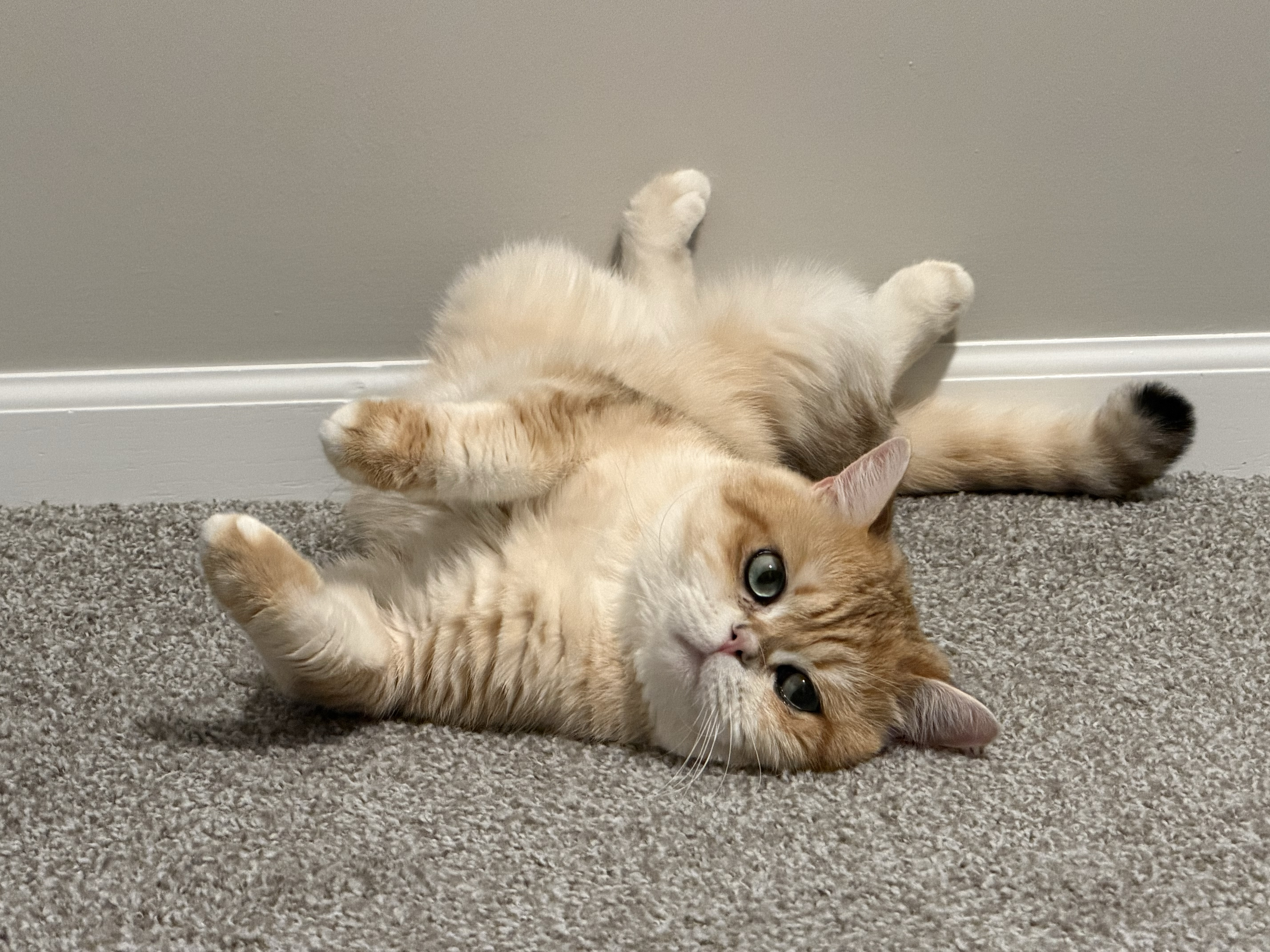 Dax the cat rolling on the carpet