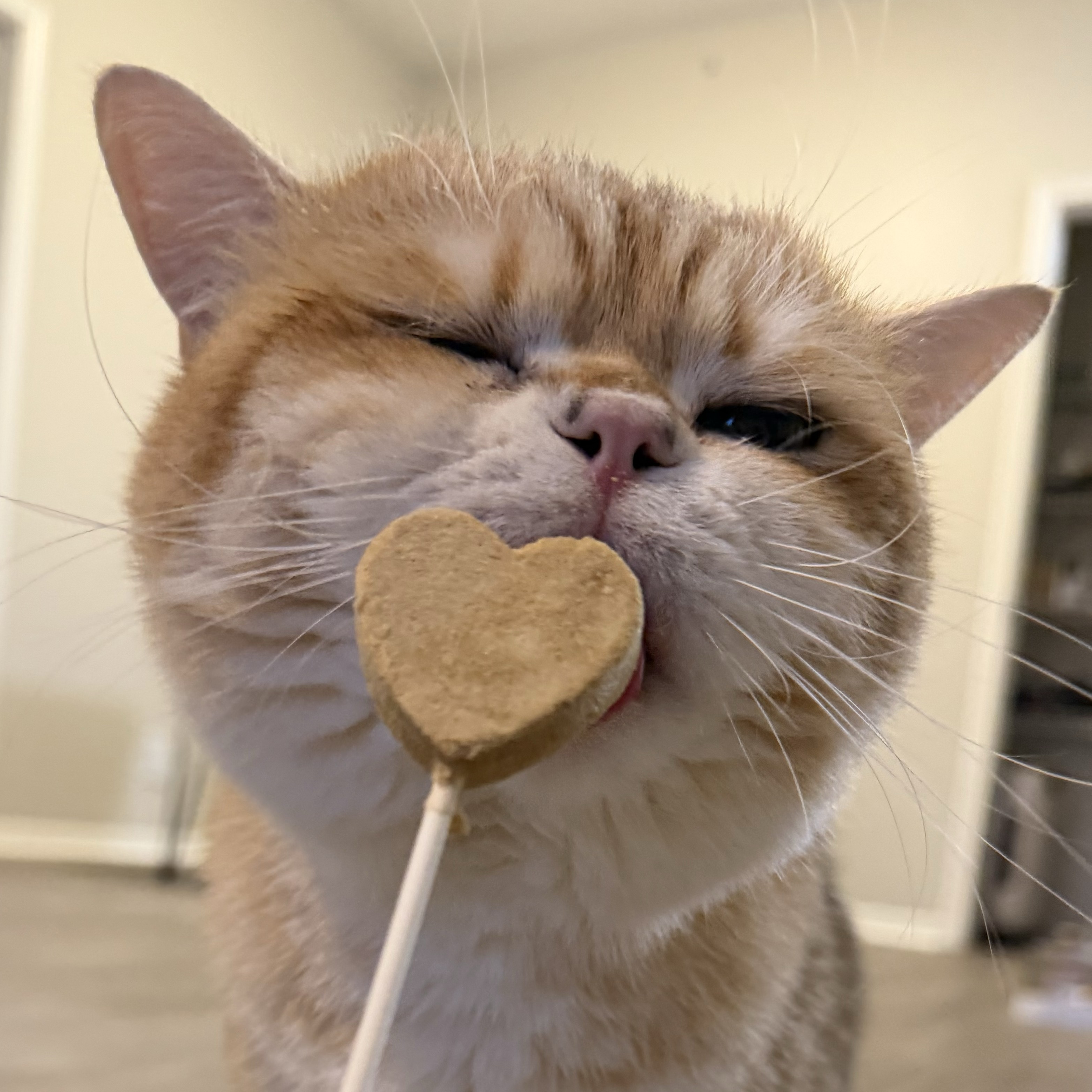 Dax the cat eating a heart-shaped treat