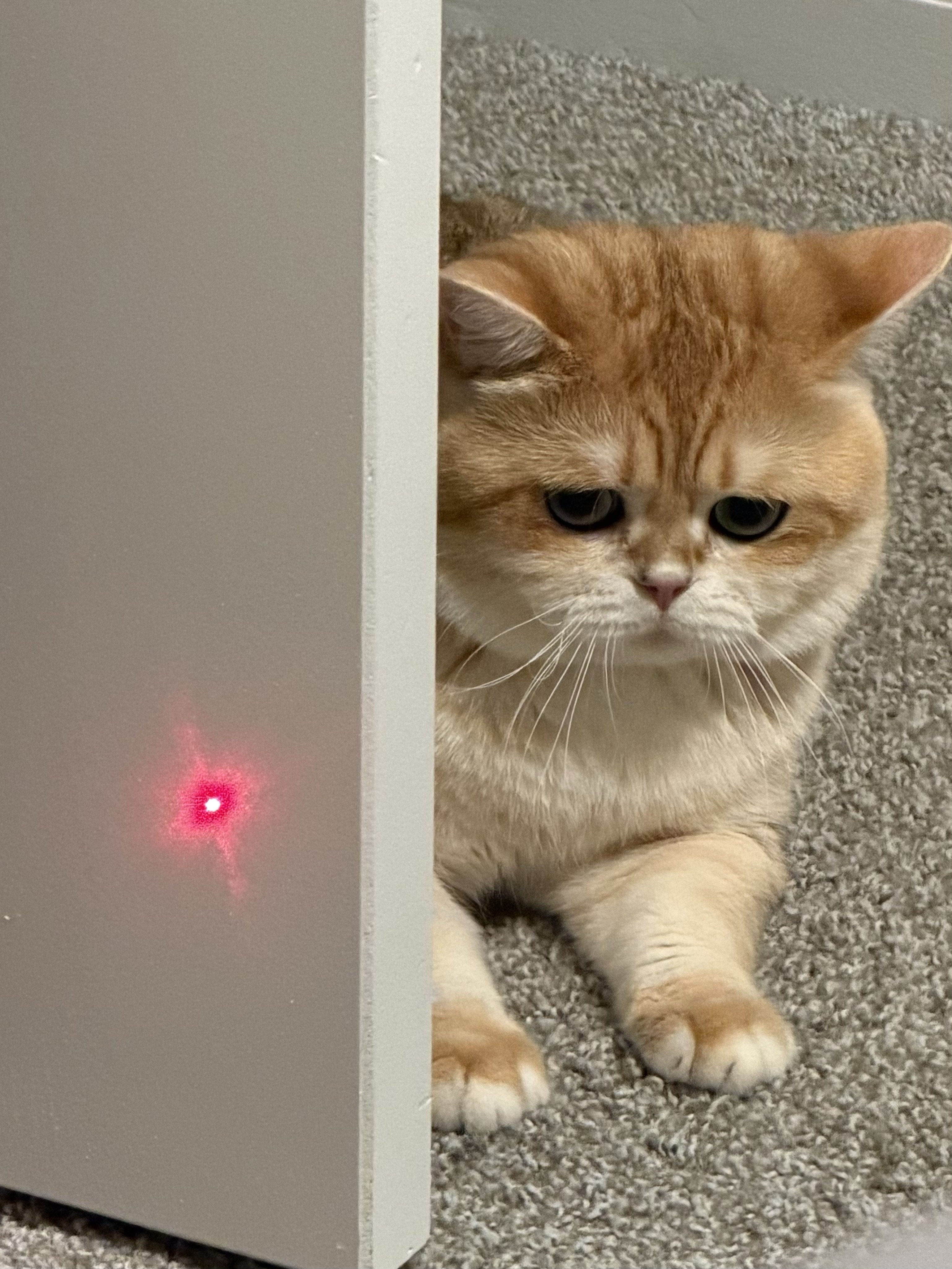 Dax the cat watching a red light on the stairs